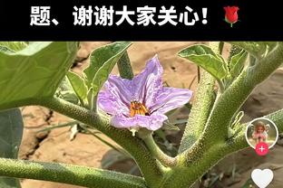 轻伤不下火线！托哈拿到15分4板3助 末节崴脚后坚持完成比赛